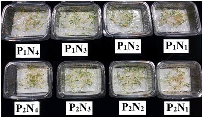 Impact of Piriformospora indica on various characteristics of tomatoes during nickel nitrate stress under aeroponic and greenhouse conditions